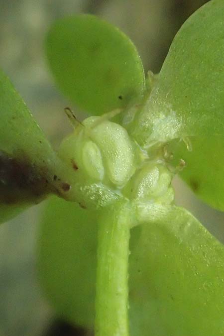 Callitriche cophocarpa \ Stumpfkantiger Wasserstern / Long-Styled Water Starwort, D Vaihingen-Ensingen 11.9.2019