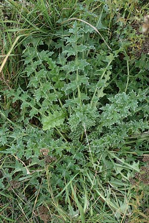 Carduus acanthoides \ Weg-Distel / Welted Thistle, D R&uuml;sselsheim 5.10.2019