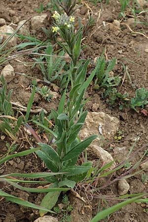 Camelina microcarpa \ Kleinfr�chtiger Leindotter / Lesser Gold of Pleasure, Small-Seed False-Flax, D Gr&uuml;nstadt-Asselheim 4.5.2020