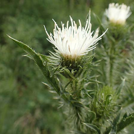 Carduus acanthoides \ Weg-Distel / Welted Thistle, D Mannheim 13.5.2020