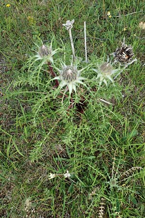 Carlina acaulis \ Silberdistel, Eberwurz / Stemless Carline Thistle, D Friedewald 29.7.2020