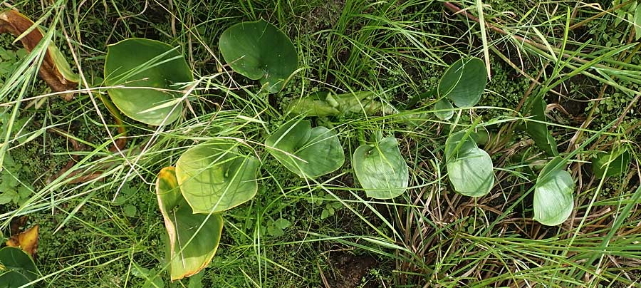 Calla palustris \ Sumpf-Calla / Bog Arum, D Kaiserslautern 19.8.2020
