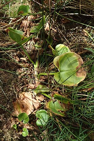 Calla palustris \ Sumpf-Calla / Bog Arum, D Kaiserslautern 19.8.2020