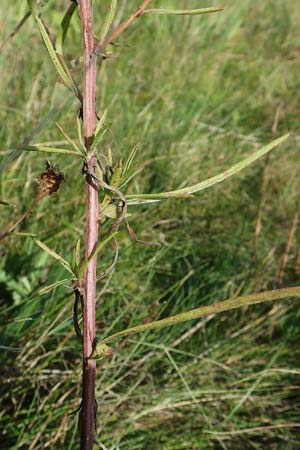 Centaurea pannonica \ �stliche Schmalbl�ttrige Flockenblume / Eastern Narrow-Leaved Brown Knapweed, D Brandenburg, Havelaue-Strodehne 17.9.2020