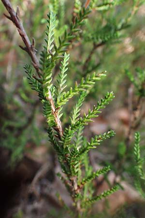 Calluna vulgaris \ Heidekraut, Besen-Heide / Heather, D Bad D&uuml;rkheim 25.2.2021