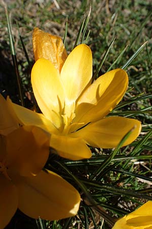 Crocus ancyrensis \ Ankara-Krokus / Ankara Crocus, D Ludwigshafen 24.3.2021