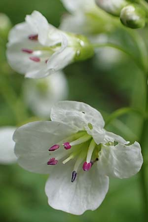 Cardamine amara \ Bitteres Schaumkraut / Large Bitter-Cress, D Odenwald, W&uuml;nschmichelbach 12.5.2021