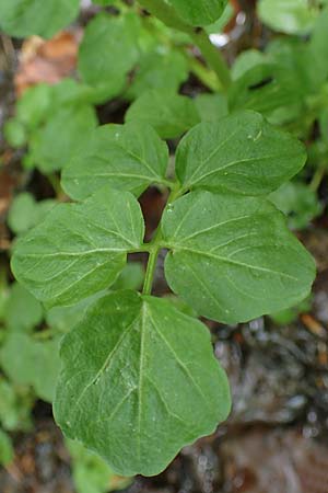 Cardamine amara \ Bitteres Schaumkraut / Large Bitter-Cress, D Odenwald, W&uuml;nschmichelbach 12.5.2021