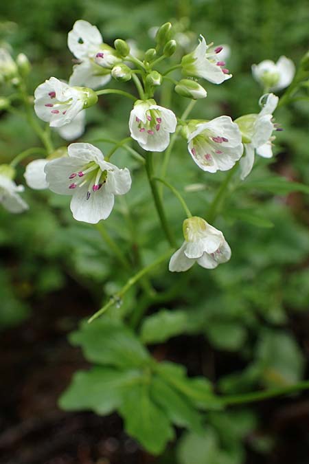 Cardamine amara \ Bitteres Schaumkraut / Large Bitter-Cress, D Odenwald, W&uuml;nschmichelbach 12.5.2021