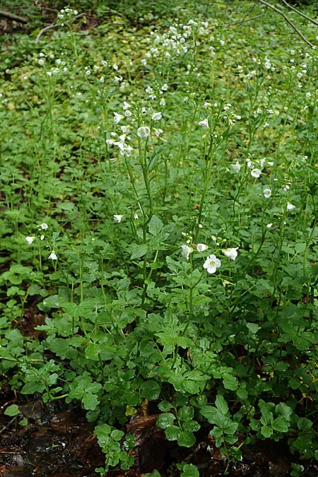 Cardamine amara \ Bitteres Schaumkraut / Large Bitter-Cress, D Odenwald, W&uuml;nschmichelbach 12.5.2021