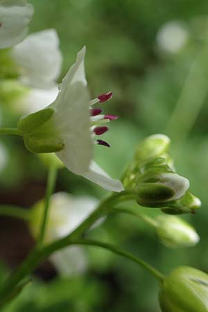 Cardamine amara \ Bitteres Schaumkraut / Large Bitter-Cress, D Odenwald, W&uuml;nschmichelbach 12.5.2021