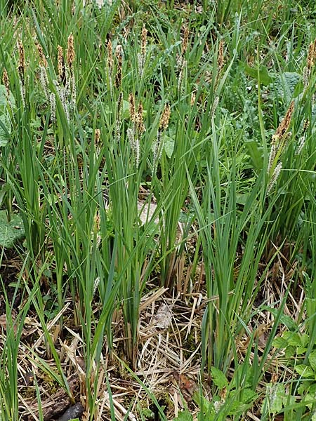 Carex acutiformis \ Sumpf-Segge / Lesser Pond Sedge, D Neuleiningen 15.5.2021