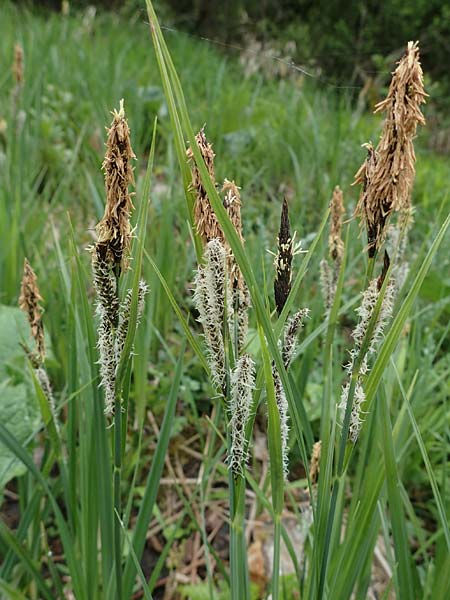 Carex acutiformis \ Sumpf-Segge / Lesser Pond Sedge, D Neuleiningen 15.5.2021