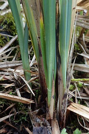 Carex acutiformis \ Sumpf-Segge / Lesser Pond Sedge, D Neuleiningen 15.5.2021