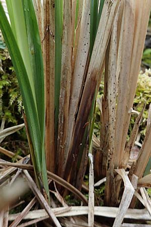 Carex acutiformis \ Sumpf-Segge / Lesser Pond Sedge, D Neuleiningen 15.5.2021