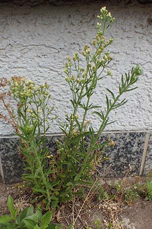 Erigeron sumatrensis \ Sumatra-Katzenschweif, Wei�es Berufkraut / Tall Fleabane, D Mannheim 15.5.2021