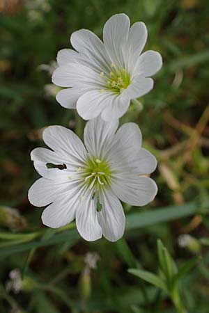 Cerastium arvense \ Acker-Hornkraut / Field Mouse-Ear, D Hockenheim 8.6.2021