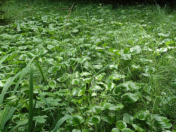 Calla palustris \ Sumpf-Calla / Bog Arum, D Kaiserslautern 7.7.2021