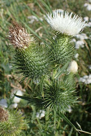 Cirsium vulgare \ Gew�hnliche Kratzdistel, Lanzett-Kratzdistel / Spear Thistle, D Gr&uuml;nstadt-Asselheim 6.8.2021