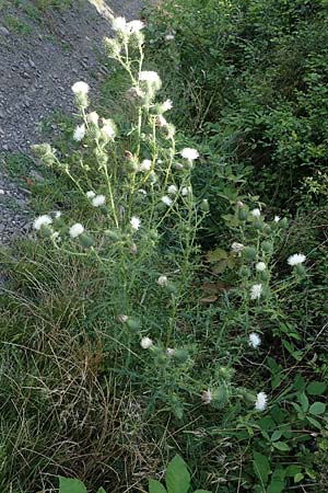 Cirsium vulgare \ Gew�hnliche Kratzdistel, Lanzett-Kratzdistel / Spear Thistle, D Gr&uuml;nstadt-Asselheim 6.8.2021