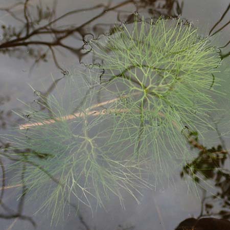 Cabomba caroliniana / Carolina Fanwort, Green Cabomba, D Teverener Heide 10.8.2021