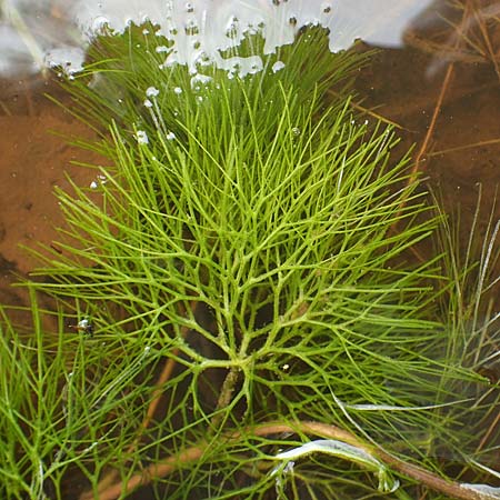 Cabomba caroliniana / Carolina Fanwort, Green Cabomba, D Teverener Heide 10.8.2021