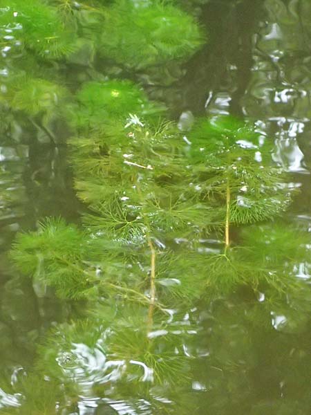 Cabomba caroliniana / Carolina Fanwort, Green Cabomba, D Teverener Heide 10.8.2021