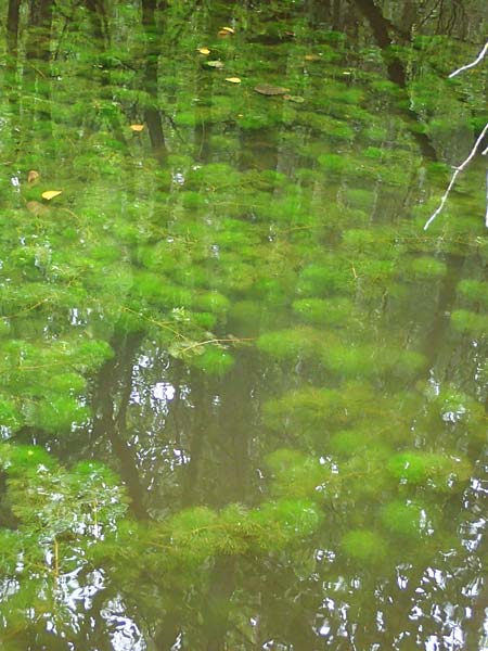 Cabomba caroliniana / Carolina Fanwort, Green Cabomba, D Teverener Heide 10.8.2021