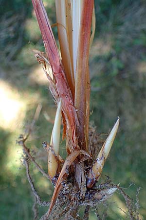 Carex acutiformis \ Sumpf-Segge / Lesser Pond Sedge, D M&ouml;rfelden-Walldorf 14.8.2021