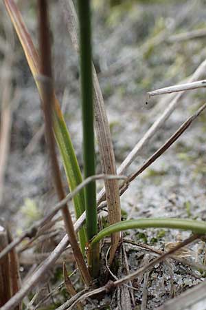 Carex arenaria \ Sand-Segge / Sand Sedge, D Hohwacht 13.9.2021