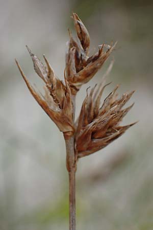 Carex arenaria \ Sand-Segge / Sand Sedge, D Hohwacht 13.9.2021