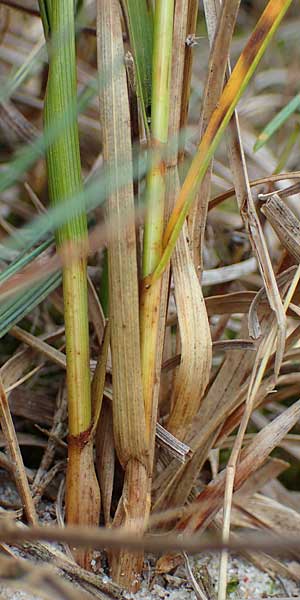 Carex arenaria \ Sand-Segge / Sand Sedge, D Hohwacht 13.9.2021
