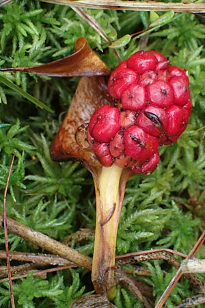 Calla palustris \ Sumpf-Calla / Bog Arum, D Neum&uuml;nster, Dosenmoor 16.9.2021