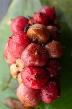Calla palustris \ Sumpf-Calla / Bog Arum, D Neum&uuml;nster, Dosenmoor 16.9.2021