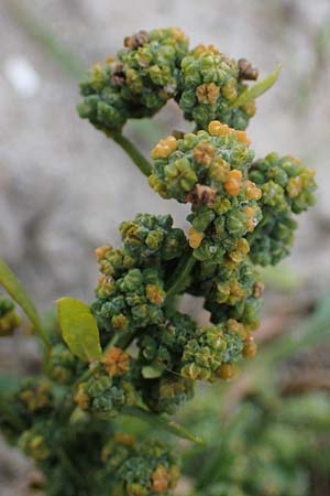 Chenopodium album \ Wei�er G�nsefu�, Wilde Melde / Fat Hen, D Heiligenhafen 17.9.2021