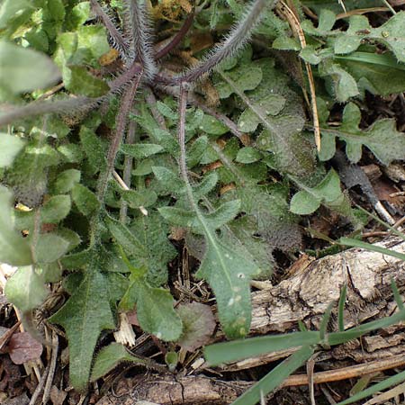 Arabidopsis arenosa \ Sand- / Sand Rock-Cress, D Elmstein 6.4.2022