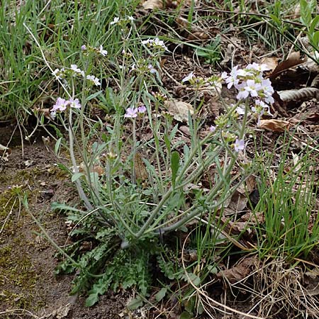 Arabidopsis arenosa \ Sand- / Sand Rock-Cress, D Elmstein 6.4.2022