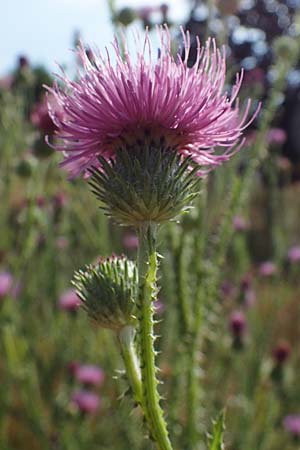 Carduus acanthoides \ Weg-Distel / Welted Thistle, D Ludwigshafen 21.7.2022