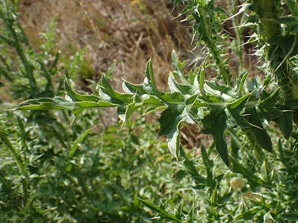 Carduus acanthoides \ Weg-Distel / Welted Thistle, D Ludwigshafen 21.7.2022