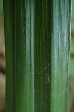 Carex agastachys / Eastern Pendulous Sedge, Eastern Hanging Sedge, D Bruchsal 23.7.2022