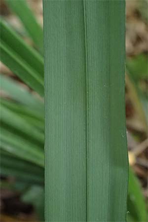 Carex agastachys / Eastern Pendulous Sedge, Eastern Hanging Sedge, D Bruchsal 23.7.2022