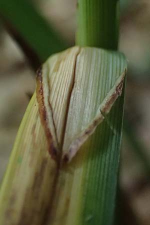 Carex agastachys / Eastern Pendulous Sedge, Eastern Hanging Sedge, D Bruchsal 23.7.2022