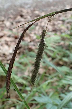 Carex agastachys / Eastern Pendulous Sedge, Eastern Hanging Sedge, D Bruchsal 23.7.2022