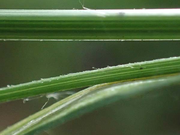 Carex agastachys / Eastern Pendulous Sedge, Eastern Hanging Sedge, D Bruchsal 23.7.2022