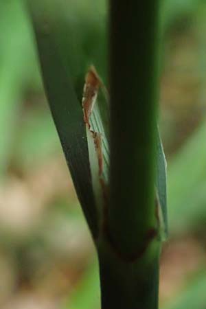 Carex agastachys / Eastern Pendulous Sedge, Eastern Hanging Sedge, D Bruchsal 23.7.2022