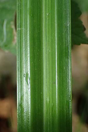 Carex agastachys / Eastern Pendulous Sedge, Eastern Hanging Sedge, D Bruchsal 23.7.2022