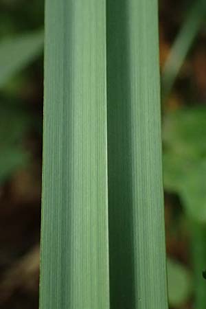 Carex agastachys / Eastern Pendulous Sedge, Eastern Hanging Sedge, D Bruchsal 23.7.2022