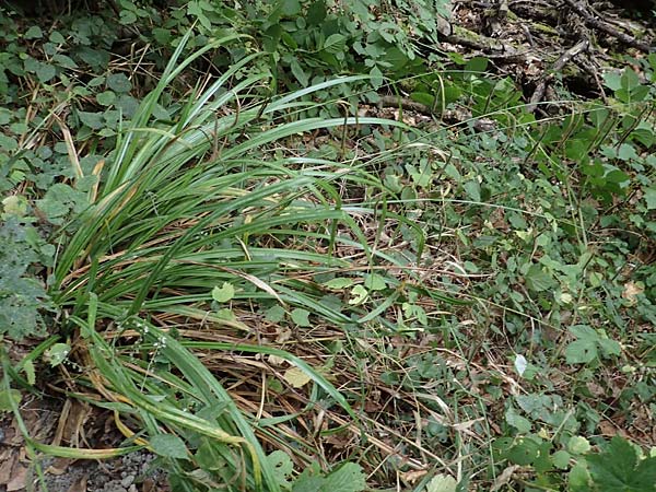 Carex agastachys / Eastern Pendulous Sedge, Eastern Hanging Sedge, D Bruchsal 23.7.2022