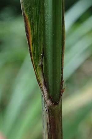 Carex agastachys / Eastern Pendulous Sedge, Eastern Hanging Sedge, D Bruchsal 23.7.2022