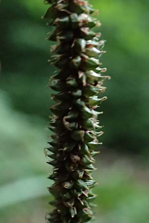 Carex agastachys / Eastern Pendulous Sedge, Eastern Hanging Sedge, D Bruchsal 23.7.2022